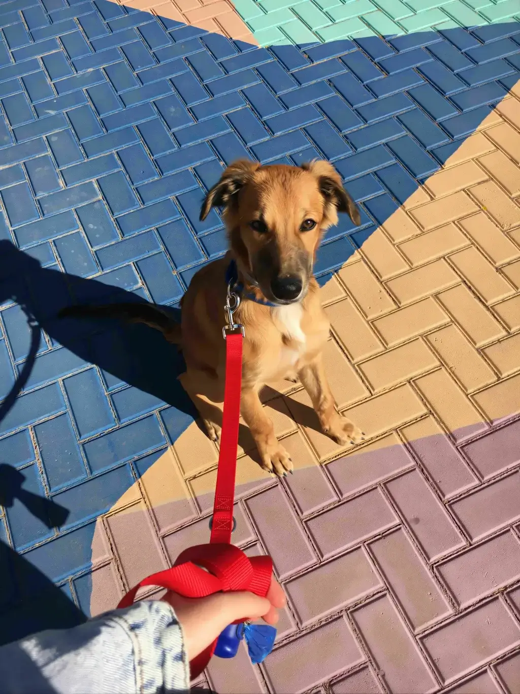 A cute puppy on a colorful leash sitting on a modern walkway at The Garrison, highlighting our pet-friendly apartment community.